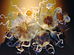 Nona's White Snow Orchids